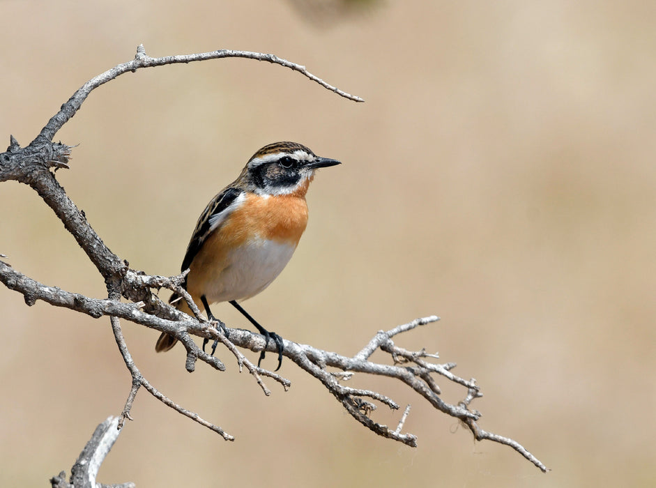 Whinchat (Saxicola rubetra) - CALVENDO photo puzzle 