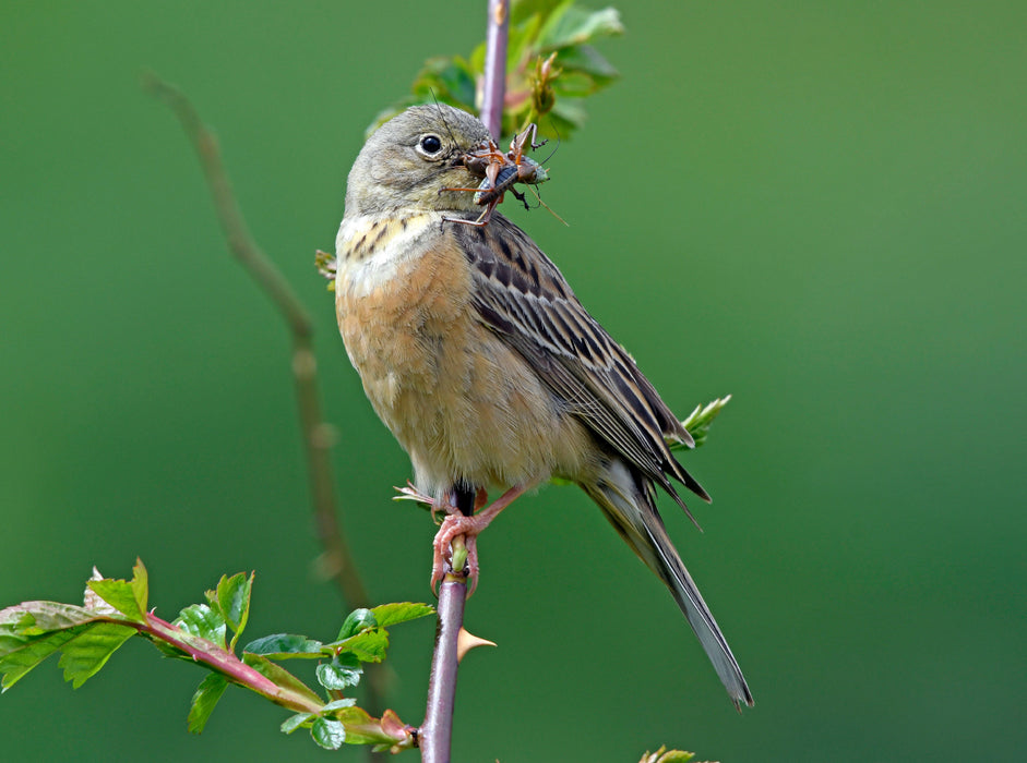 Ortolan (Emberiza hortulana) - CALVENDO photo puzzle 