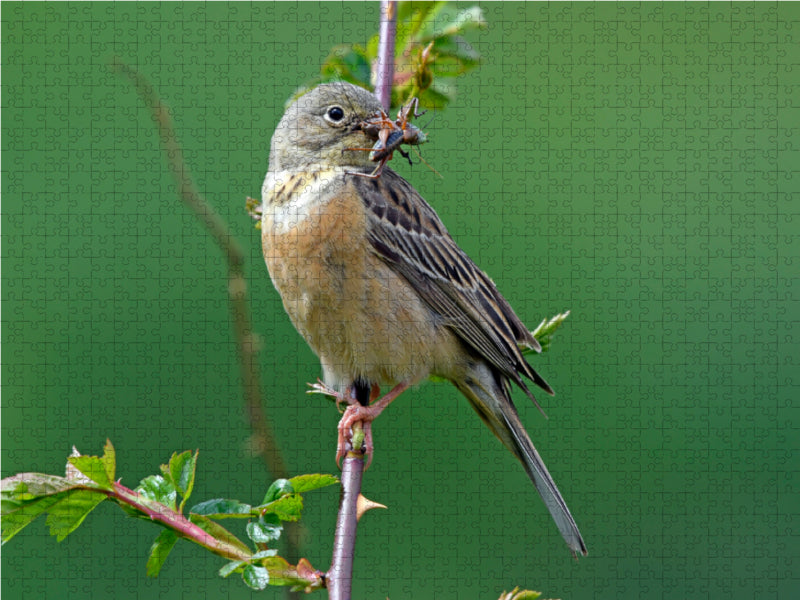 Ortolan (Emberiza hortulana) - CALVENDO photo puzzle 