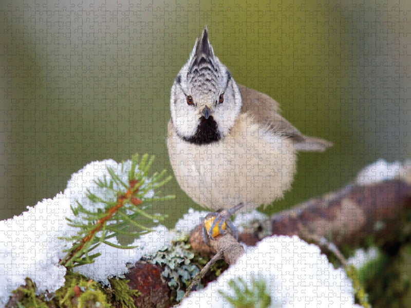 Haubenmeise - CALVENDO Foto-Puzzle'