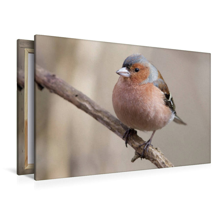 Premium Textil-Leinwand Buchfink