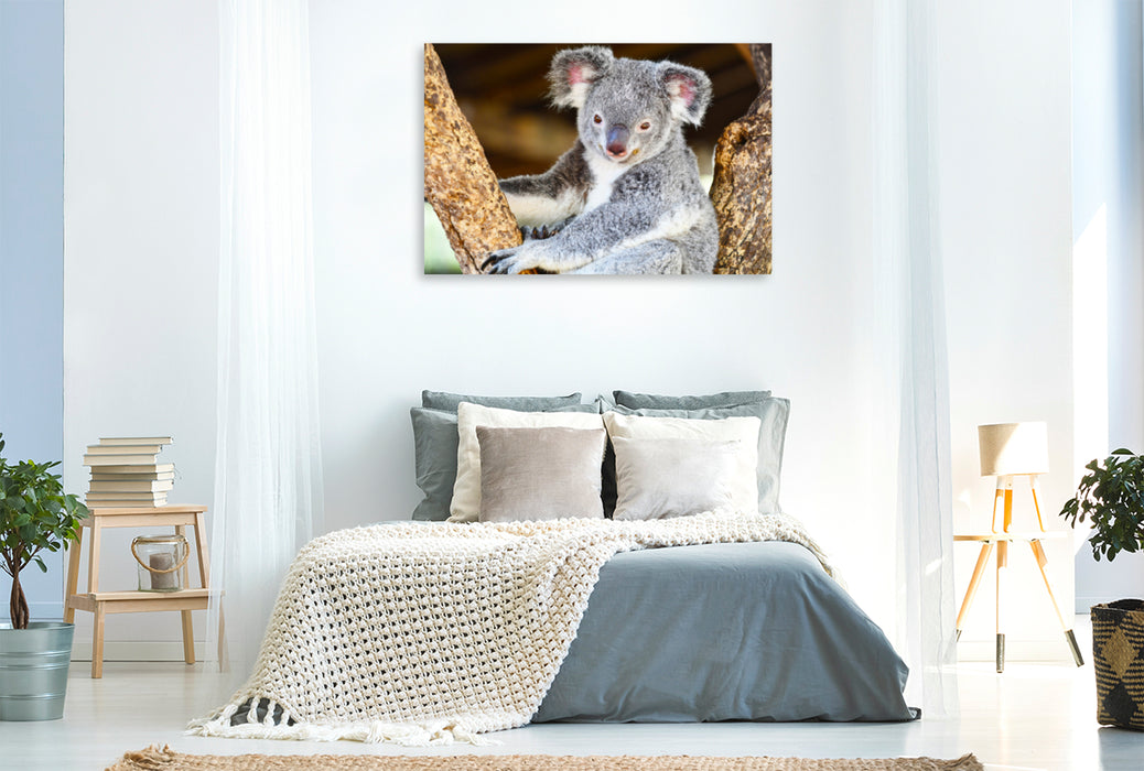 Premium Textil-Leinwand Premium Textil-Leinwand 120 cm x 80 cm quer Ein Motiv aus dem Kalender Koalas, putzige Gesellen