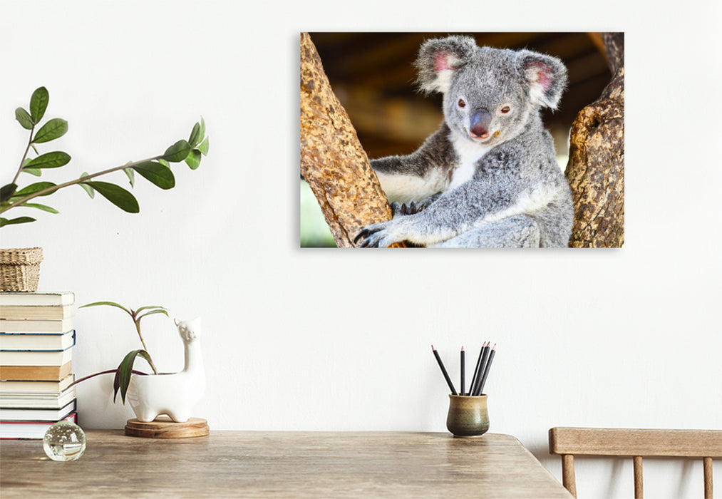 Premium Textil-Leinwand Premium Textil-Leinwand 120 cm x 80 cm quer Ein Motiv aus dem Kalender Koalas, putzige Gesellen