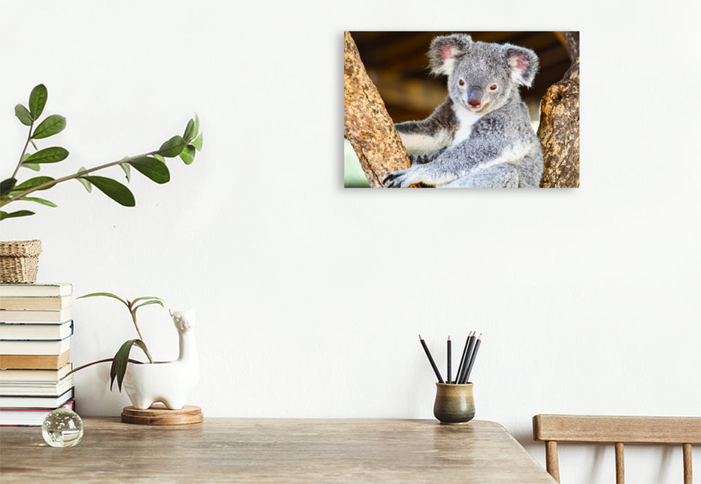 Premium Textil-Leinwand Premium Textil-Leinwand 120 cm x 80 cm quer Ein Motiv aus dem Kalender Koalas, putzige Gesellen