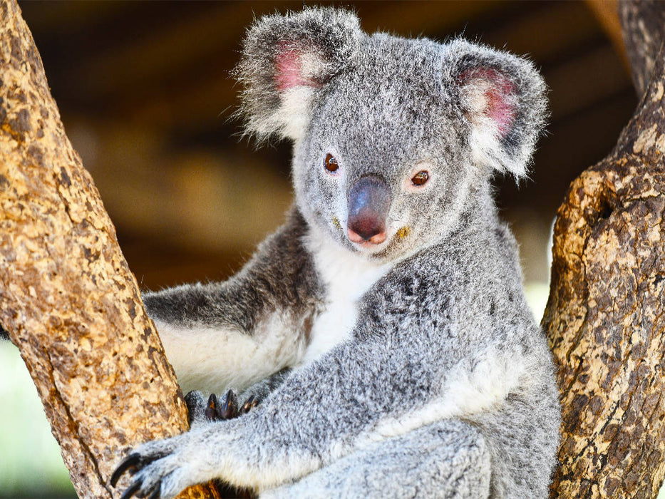 Ein Motiv aus dem Kalender Koalas, putzige Gesellen - CALVENDO Foto-Puzzle'