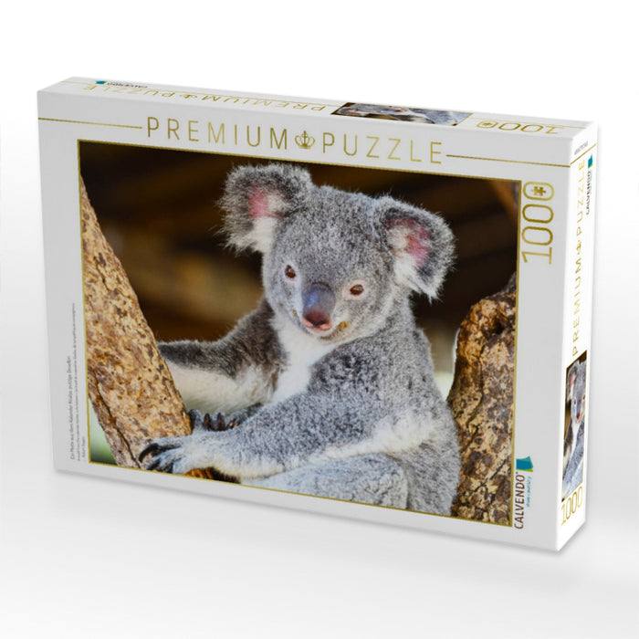 Ein Motiv aus dem Kalender Koalas, putzige Gesellen - CALVENDO Foto-Puzzle'