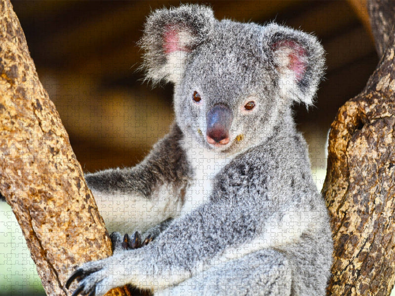 Ein Motiv aus dem Kalender Koalas, putzige Gesellen - CALVENDO Foto-Puzzle'
