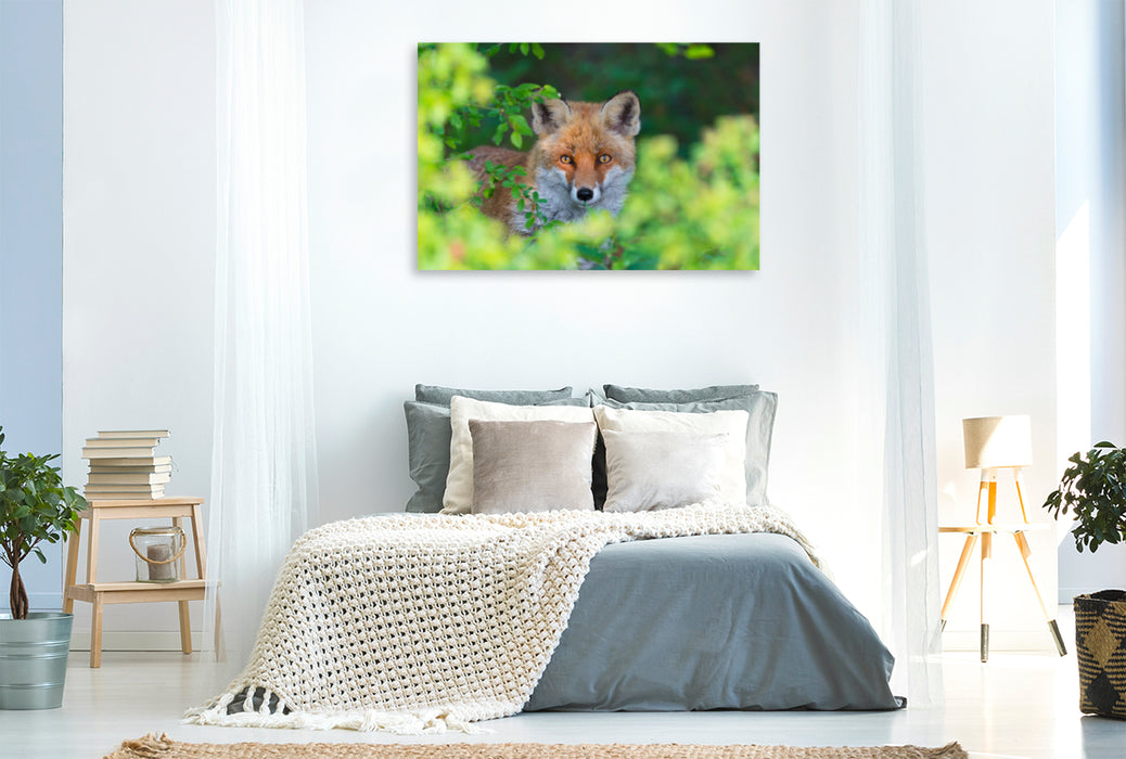 Premium textile canvas Premium textile canvas 120 cm x 80 cm landscape Fox looks out of a hedge 