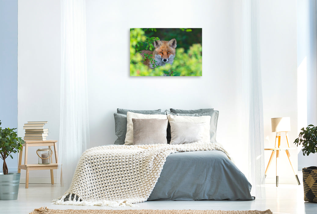 Premium textile canvas Premium textile canvas 120 cm x 80 cm landscape Fox looks out of a hedge 