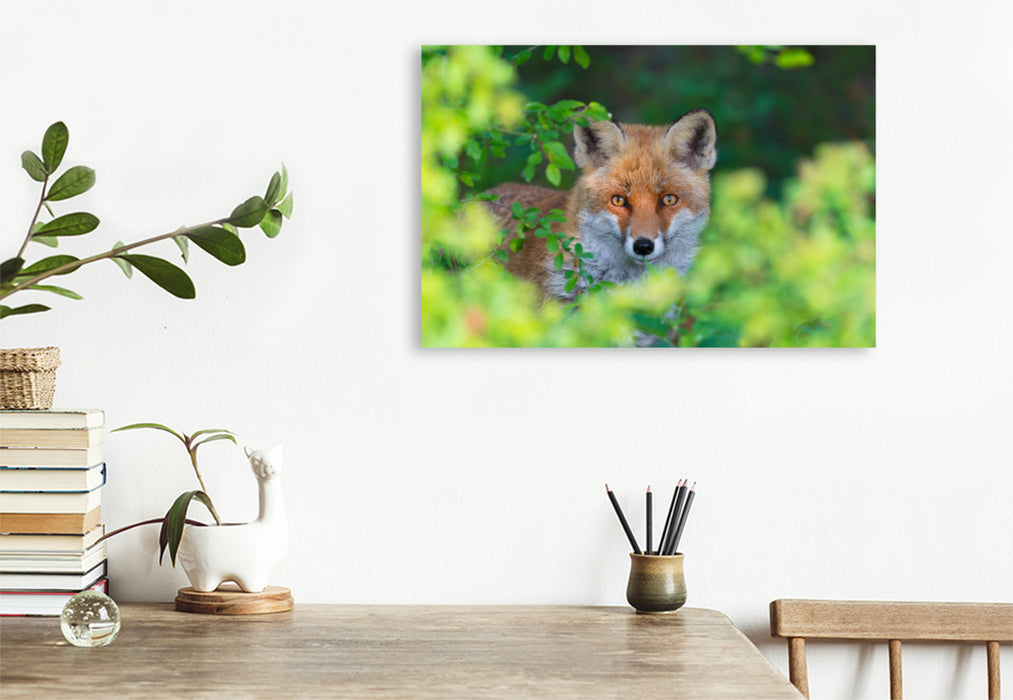 Premium textile canvas Premium textile canvas 120 cm x 80 cm landscape Fox looks out of a hedge 