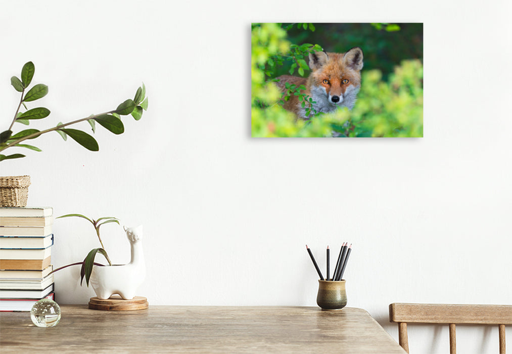 Premium textile canvas Premium textile canvas 120 cm x 80 cm landscape Fox looks out of a hedge 