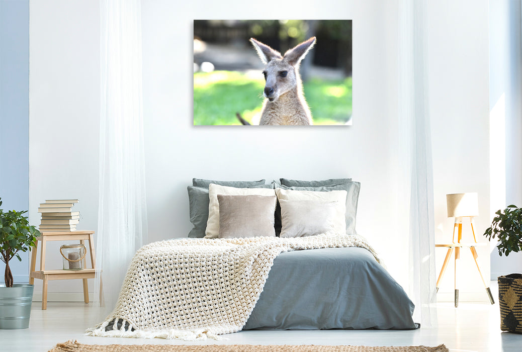 Premium textile canvas Premium textile canvas 120 cm x 80 cm landscape Eastern gray kangaroo 