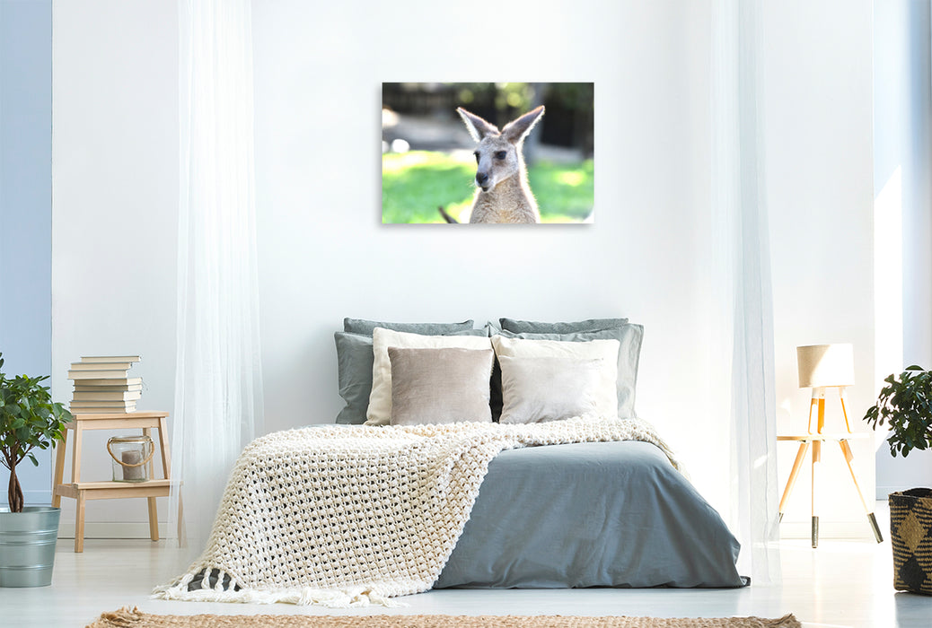 Premium textile canvas Premium textile canvas 120 cm x 80 cm landscape Eastern gray kangaroo 