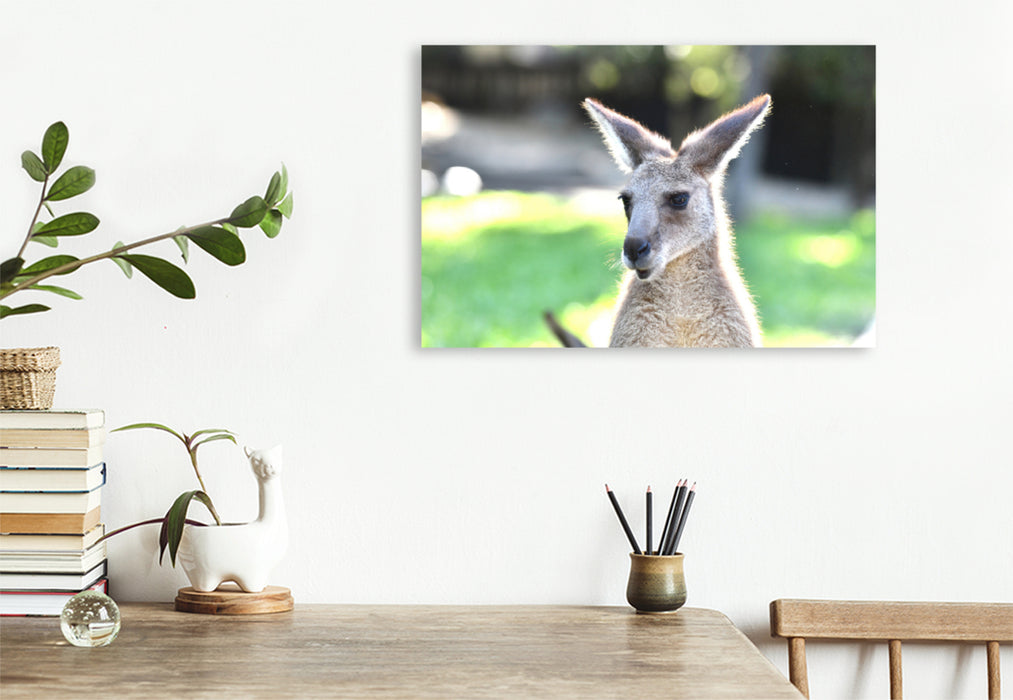 Premium textile canvas Premium textile canvas 120 cm x 80 cm landscape Eastern gray kangaroo 