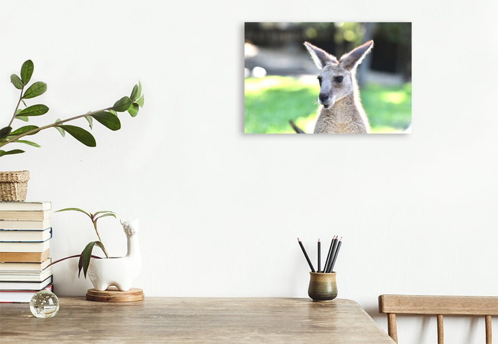 Premium textile canvas Premium textile canvas 120 cm x 80 cm landscape Eastern gray kangaroo 