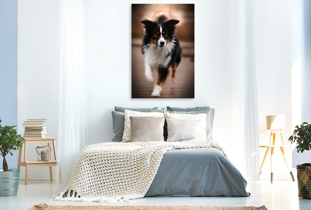 Premium Textil-Leinwand Premium Textil-Leinwand 80 cm x 120 cm  hoch Australian Shepherd Tri Color