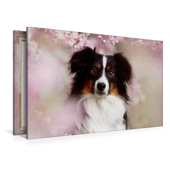 Premium Textil-Leinwand Australian Shepherd Tri Color