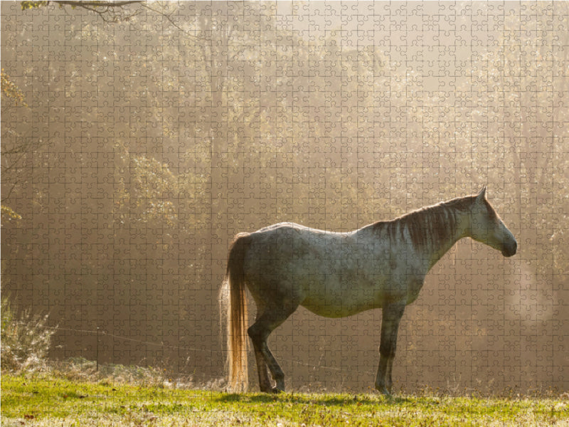 Anglo-Arabe dans la lumière du matin - Puzzle photo CALVENDO 