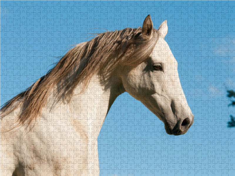 Cheval arabe magique - Puzzle photo CALVENDO 