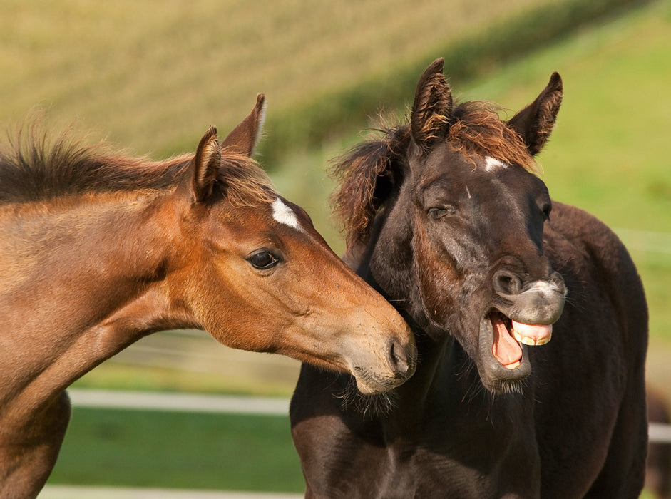 Rheinländer Warmblut Fohlen 2000 Teile Puzzle quer - CALVENDO Foto-Puzzle'