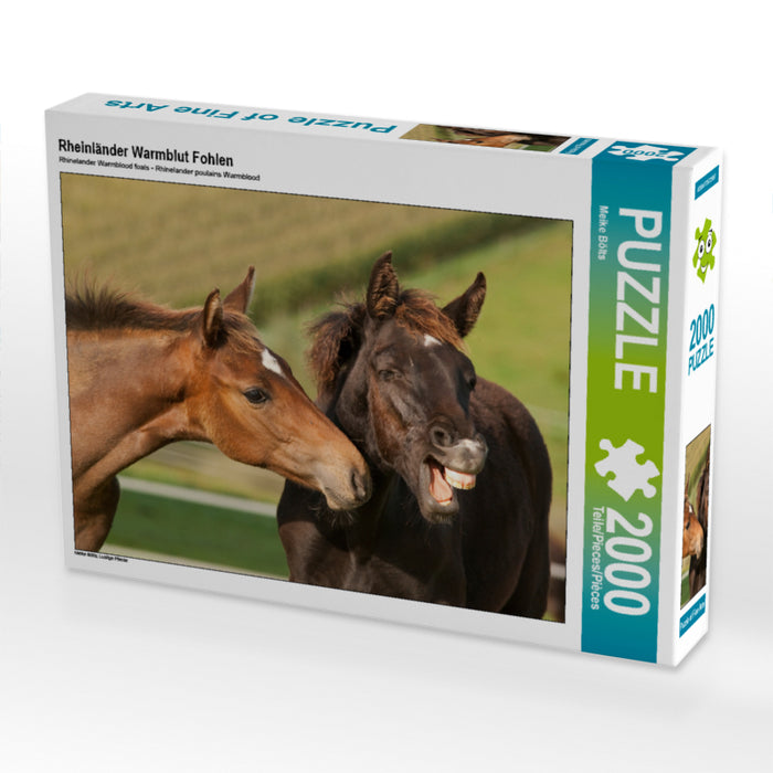 Rheinländer Warmblut Fohlen 2000 Teile Puzzle quer - CALVENDO Foto-Puzzle'