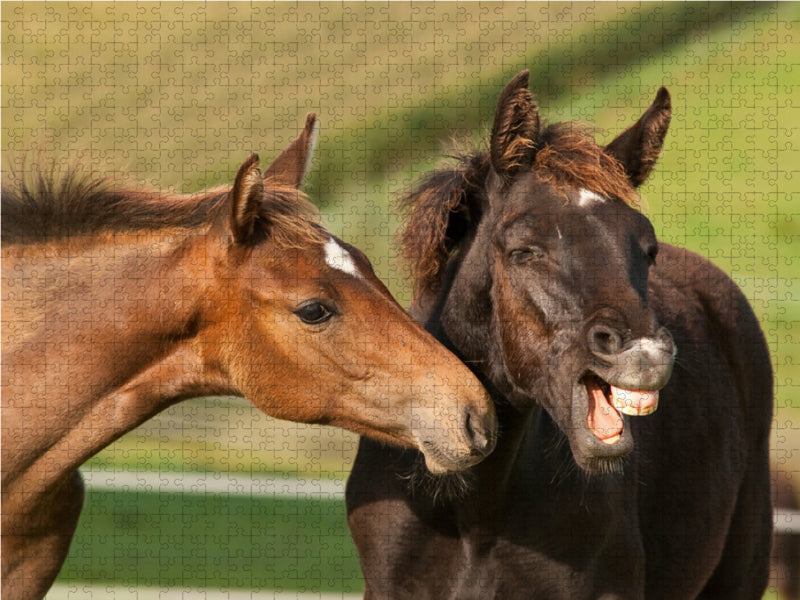 Rheinländer Warmblut Fohlen 2000 Teile Puzzle quer - CALVENDO Foto-Puzzle'
