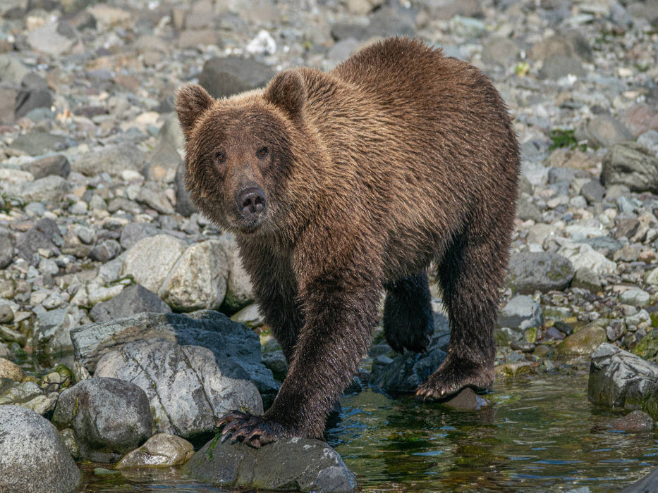 Ich bin auf der Suche nach einem leckeren Lachs - CALVENDO Foto-Puzzle'