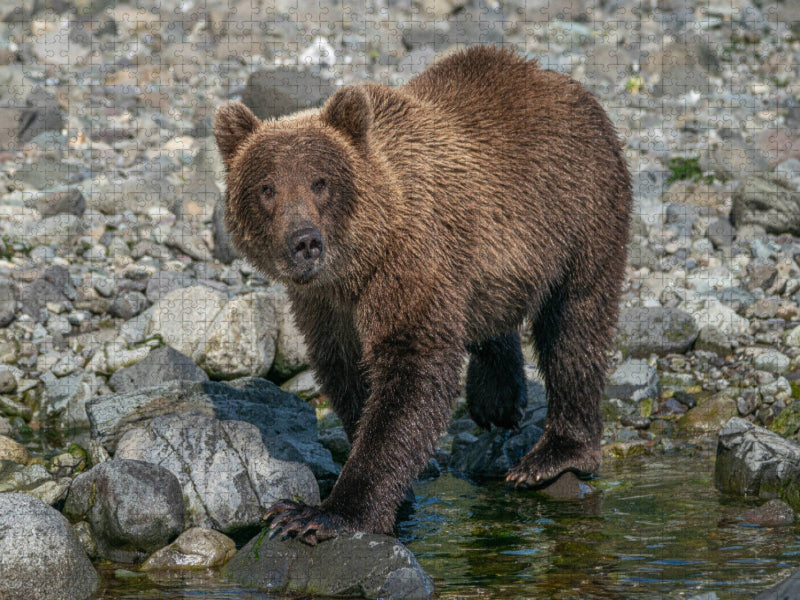 Ich bin auf der Suche nach einem leckeren Lachs - CALVENDO Foto-Puzzle'