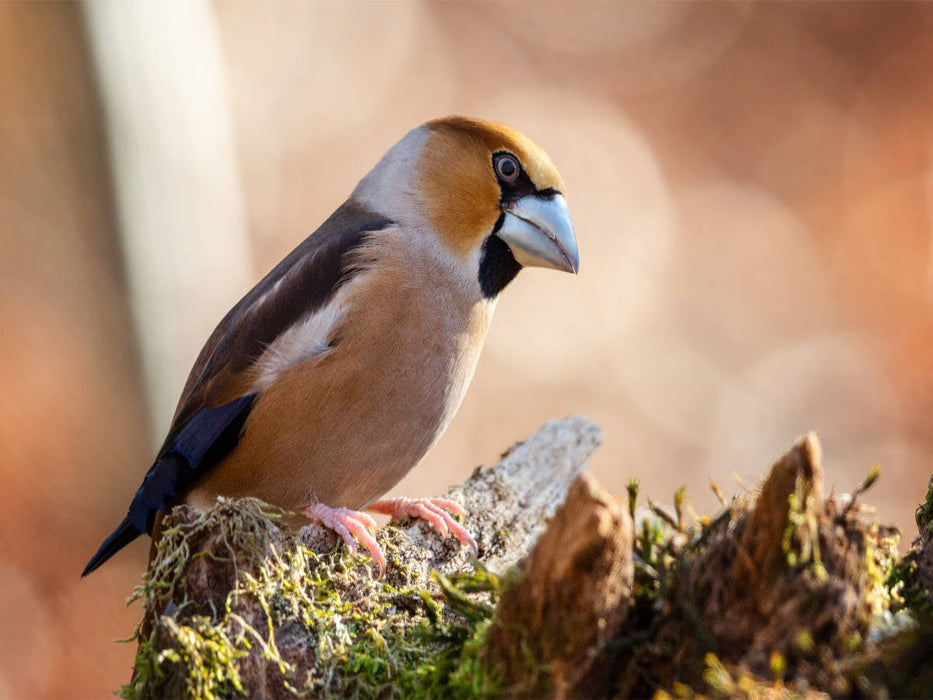 Kernbeisser - CALVENDO Foto-Puzzle'