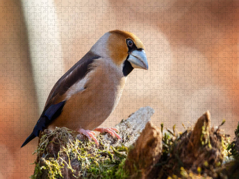 Kernbeisser - CALVENDO Foto-Puzzle'