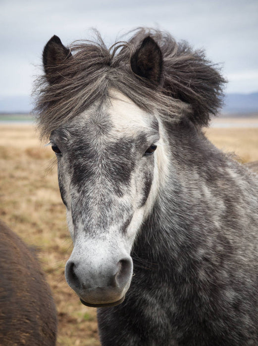 Middle parting - CALVENDO photo puzzle 