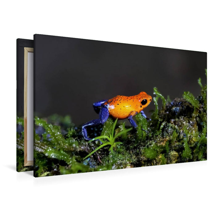 Premium Textil-Leinwand Erdbeerfrosch (Dendrobates pumilio)