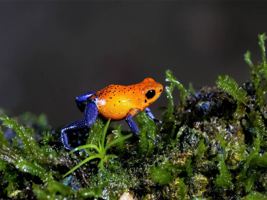 Erdbeerfrosch (Dendrobates pumilio) - CALVENDO Foto-Puzzle'
