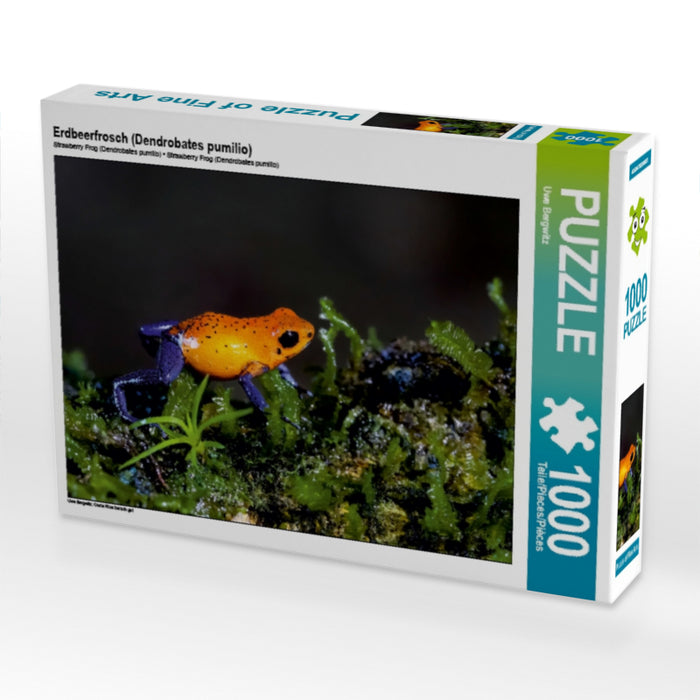 Erdbeerfrosch (Dendrobates pumilio) 1000 Teile Puzzle quer - CALVENDO Foto-Puzzle'