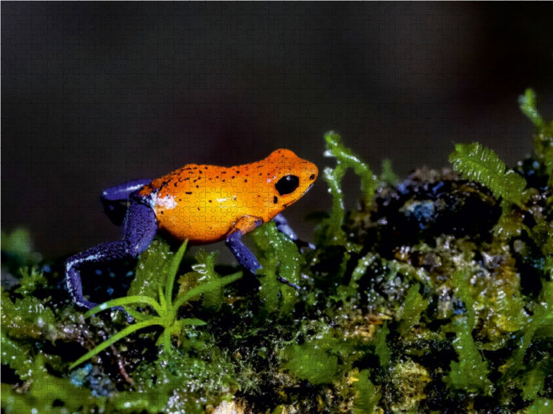 Erdbeerfrosch (Dendrobates pumilio) 1000 Teile Puzzle quer - CALVENDO Foto-Puzzle'