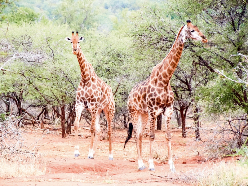 Auf Safari 1000 Teile Puzzle quer - CALVENDO Foto-Puzzle'