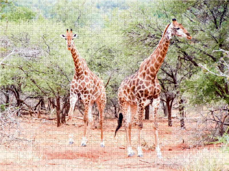 Auf Safari 1000 Teile Puzzle quer - CALVENDO Foto-Puzzle'