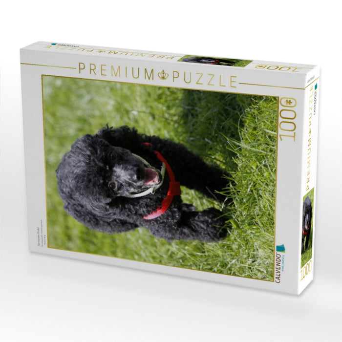 Rennender Pudel - CALVENDO Foto-Puzzle'