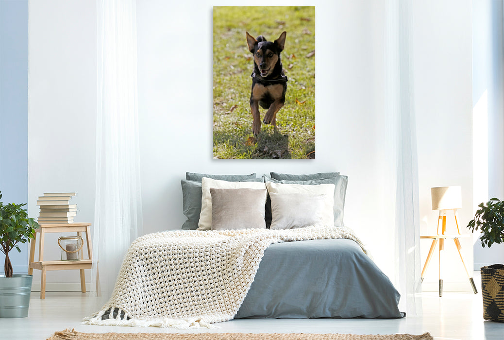 Premium Textil-Leinwand Premium Textil-Leinwand 80 cm x 120 cm  hoch Rennender Mischlingshund