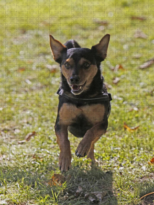 Rennender Mischlingshund - CALVENDO Foto-Puzzle'