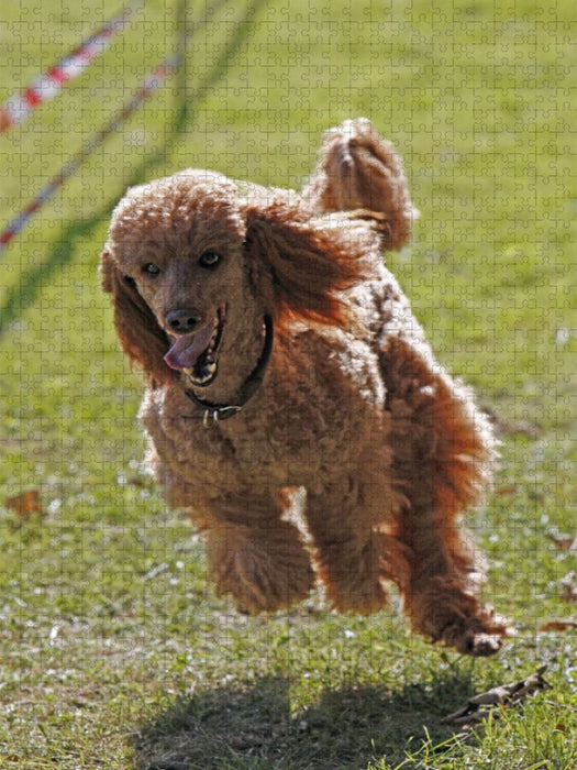 Rennender Pudel - CALVENDO Foto-Puzzle'