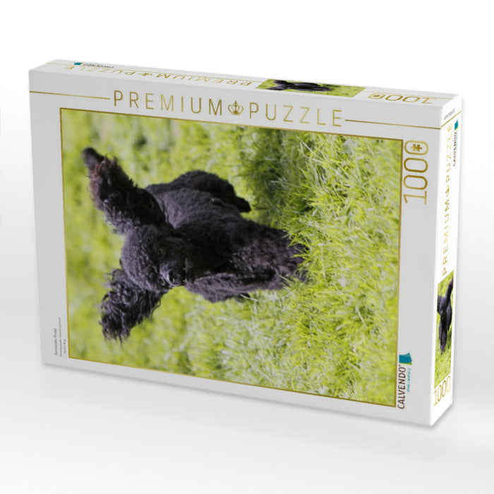 Rennender Pudel - CALVENDO Foto-Puzzle'