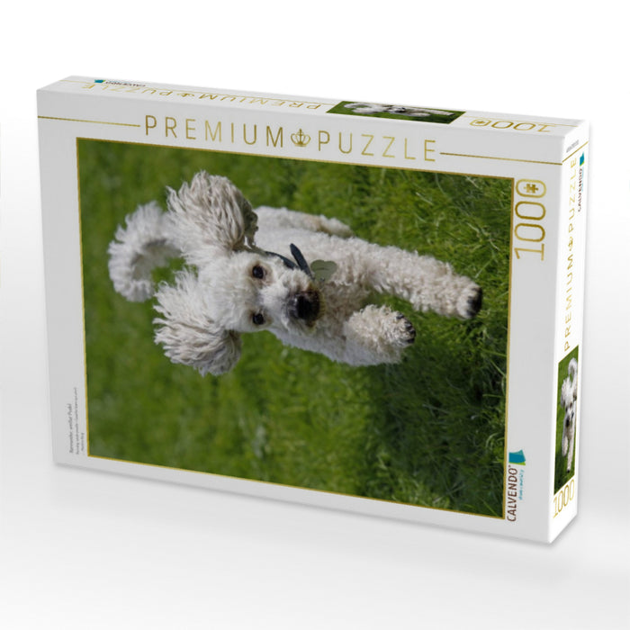 Rennender, weißer Pudel - CALVENDO Foto-Puzzle'