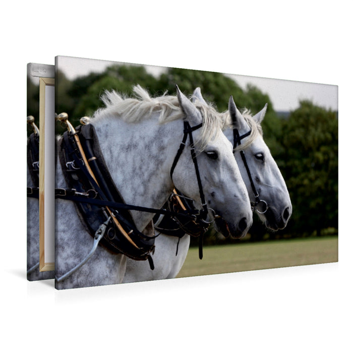 Premium Textil-Leinwand Percheron-Gespann