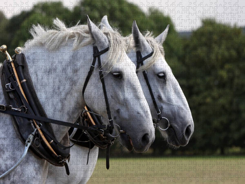 Percheron-Gespann - CALVENDO Foto-Puzzle'