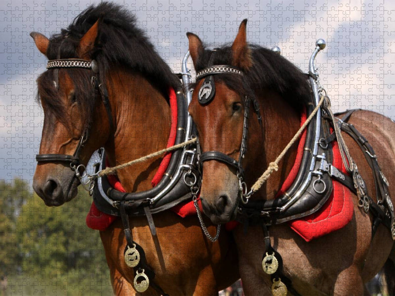 Starke Pferde - CALVENDO Foto-Puzzle'
