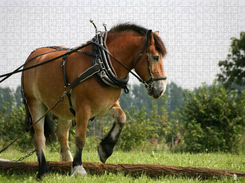 Rückepferd bei der Arbeit - CALVENDO Foto-Puzzle'