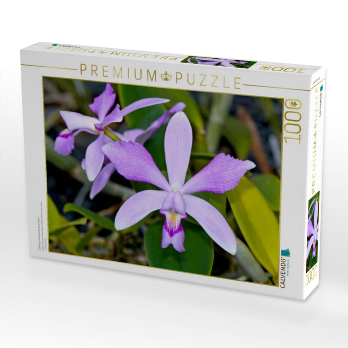 Cattleya violacea rosea anelata - CALVENDO Foto-Puzzle'