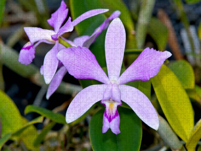 Cattleya violacea rosea anelata - CALVENDO Foto-Puzzle'