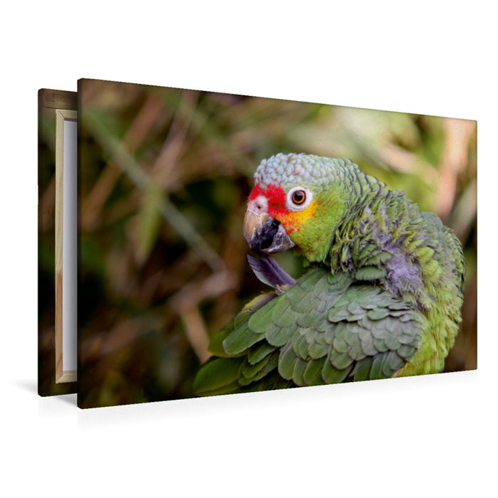 Premium Textil-Leinwand Gelbwangenamazone